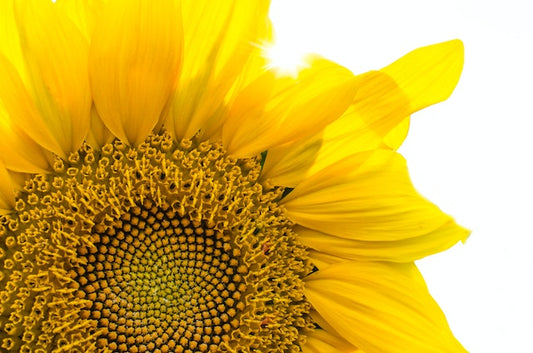 Photo by Lukas: https://www.pexels.com/photo/yellow-sunflower-293403/