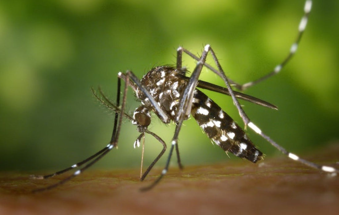 Black and white mosquito bites 