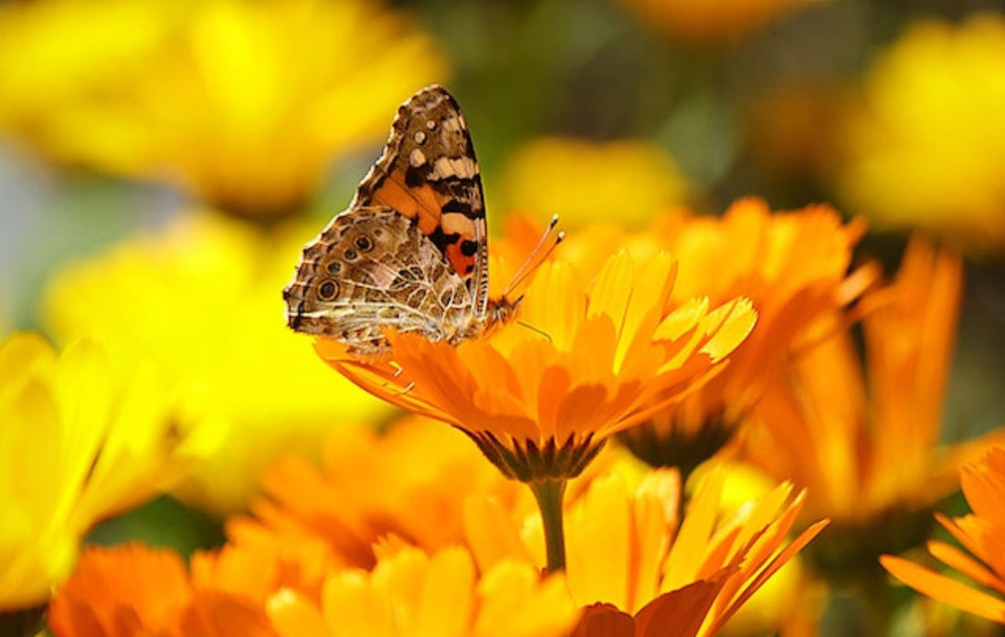 Pot marigold flowers with a butterfly on top of flowers 